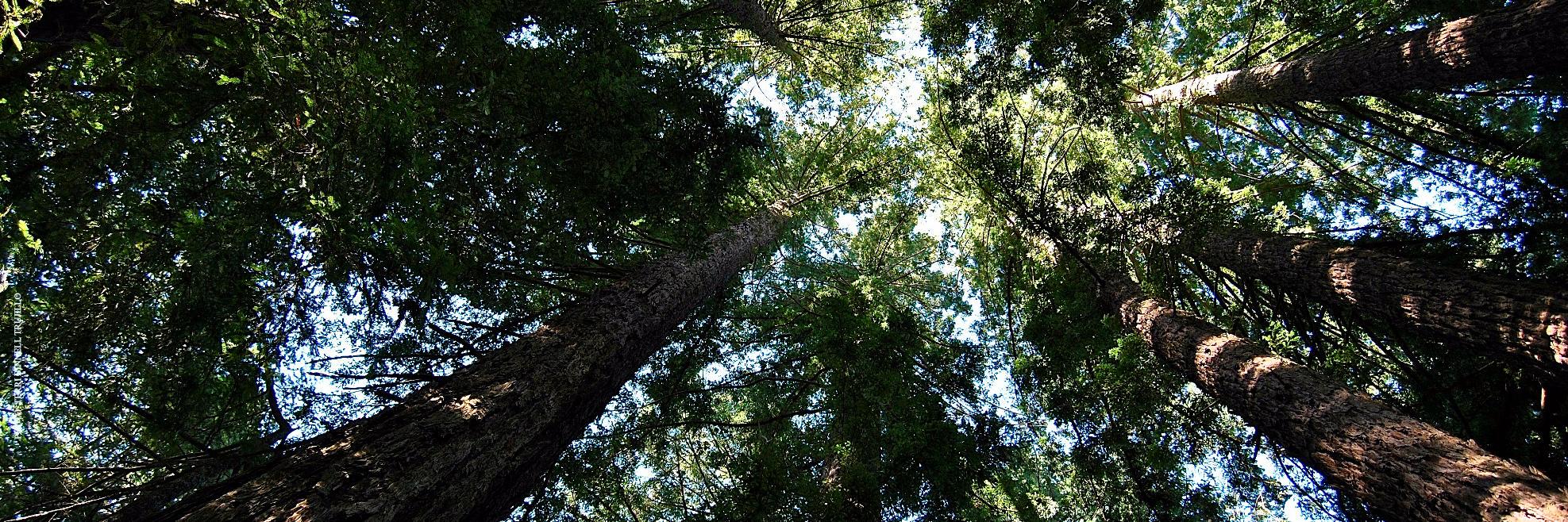 Sequoia Grove Winery banner