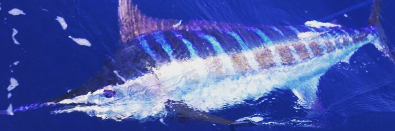 BlueMarlinWC's profile banner image