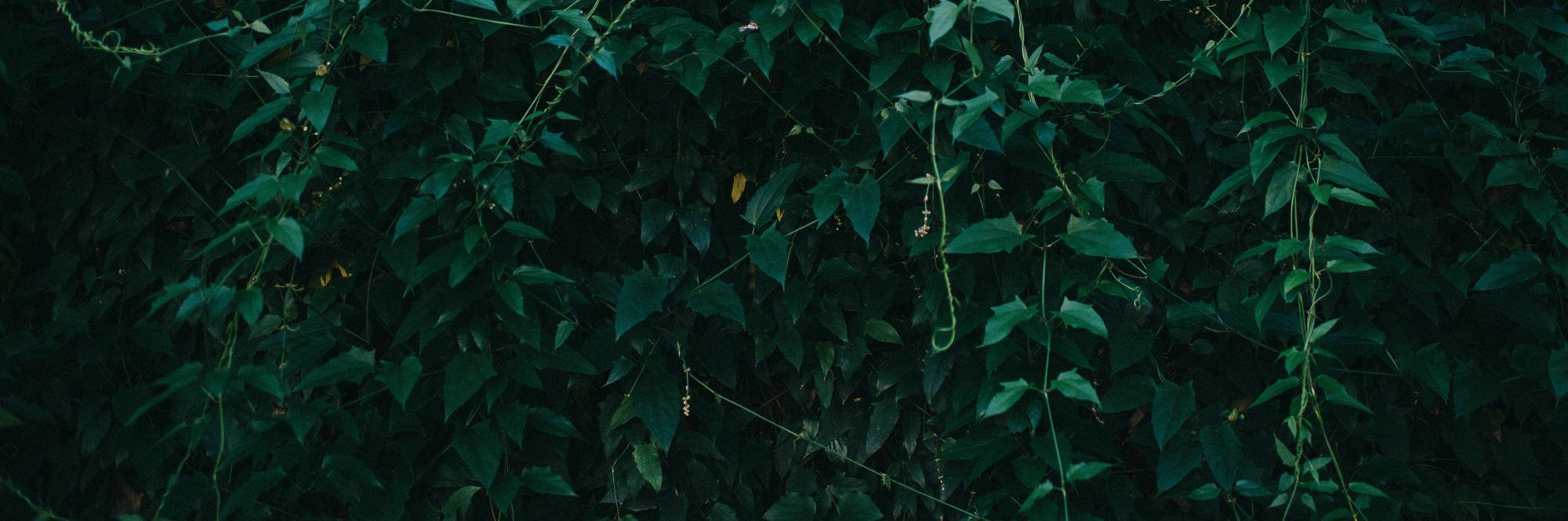 Rafael Petrocco banner