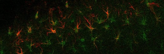 Dr Jill Fowler banner