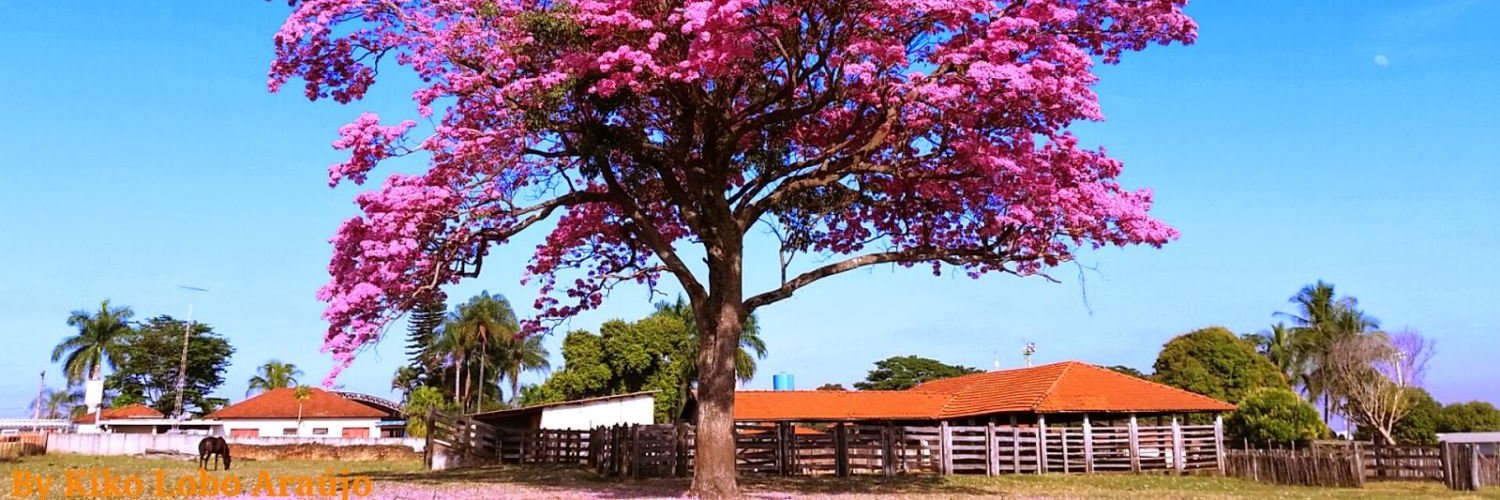 Ulissesusc's profile banner image