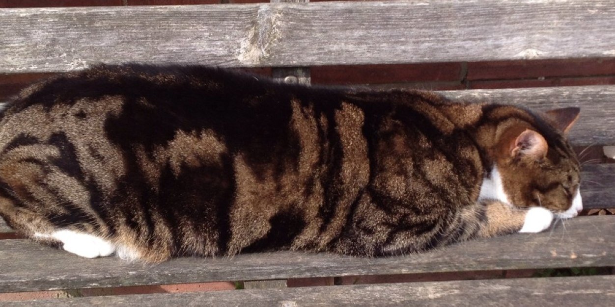 tigpuss's profile banner image