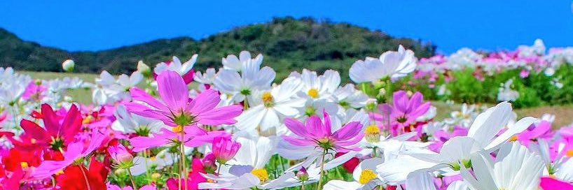 D  Ripper™ banner