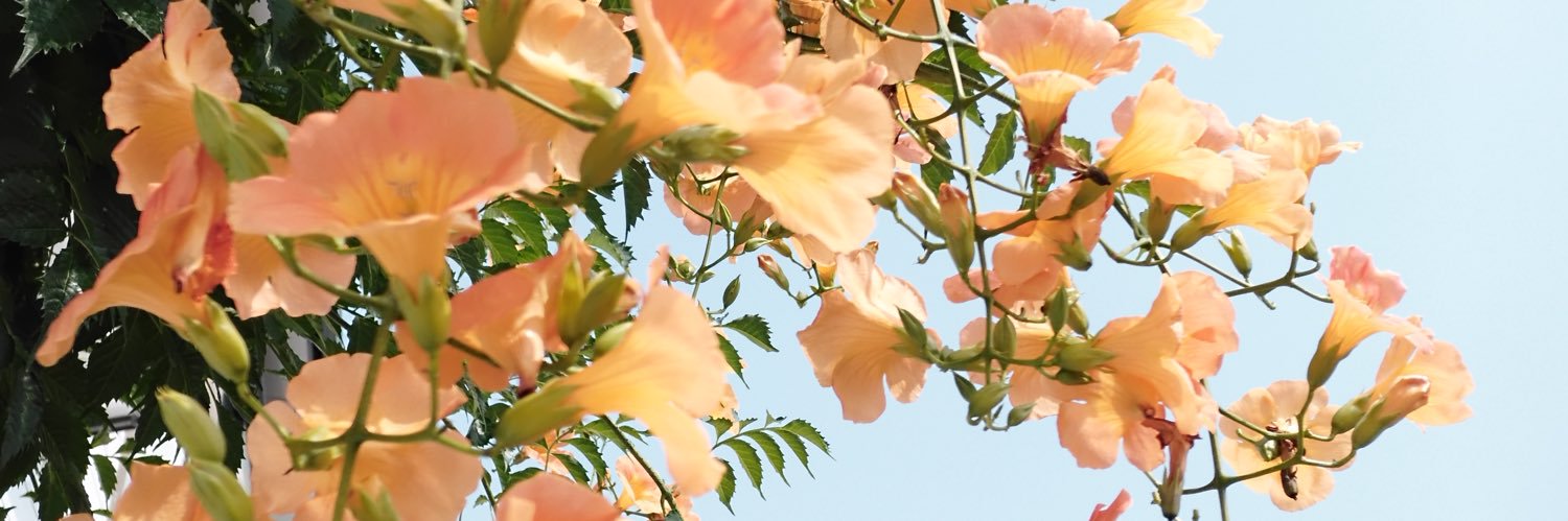 soheya5's profile banner image