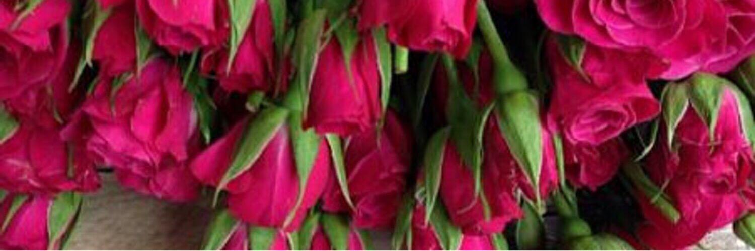 alyasih1's profile banner image