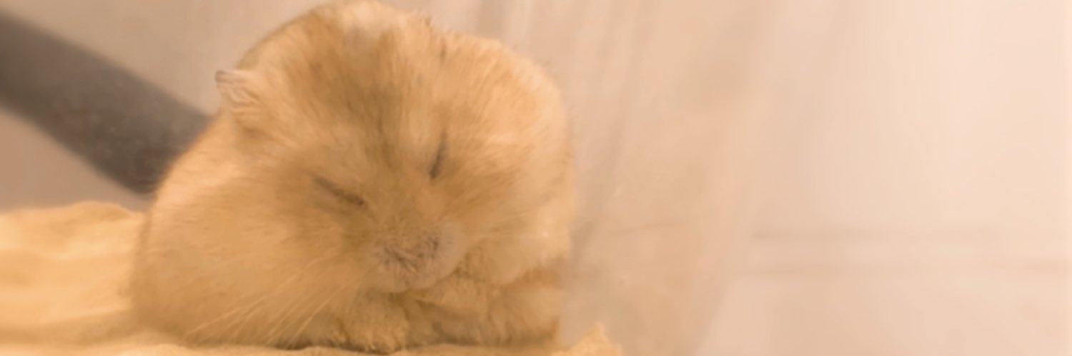 tim_tamuu's profile banner image
