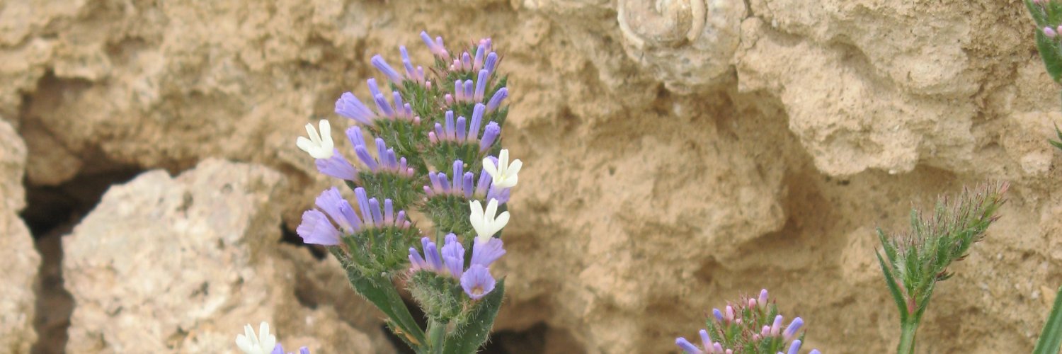 Efi Xanthou-Έφη Ξάνθου VOLTCY 💜🇨🇾 (she/her) banner