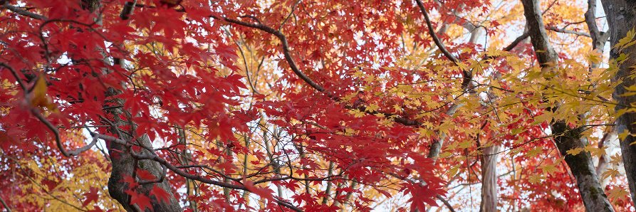 akio121's profile banner image