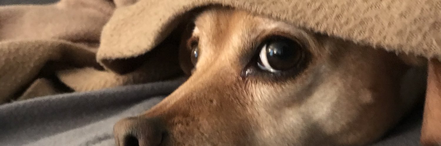 laurenduke300's profile banner image