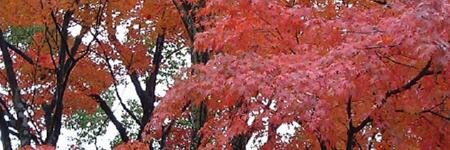 Roanoke_DEMIO's profile banner image
