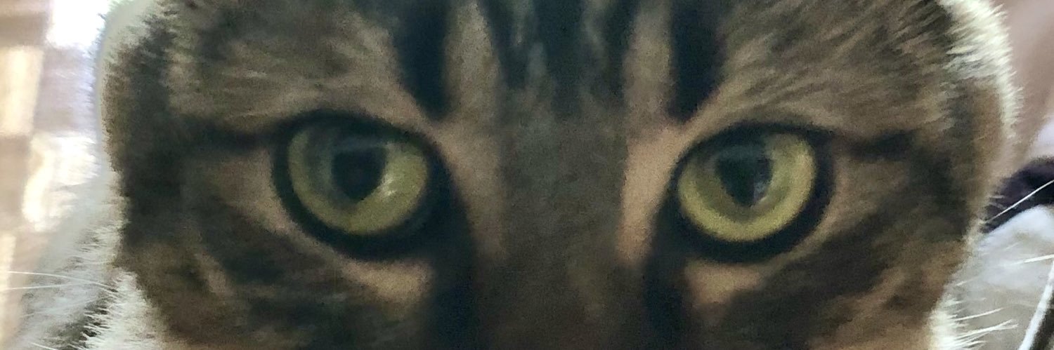 zibline's profile banner image