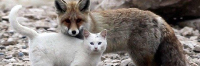 Sir__Boris's profile banner image