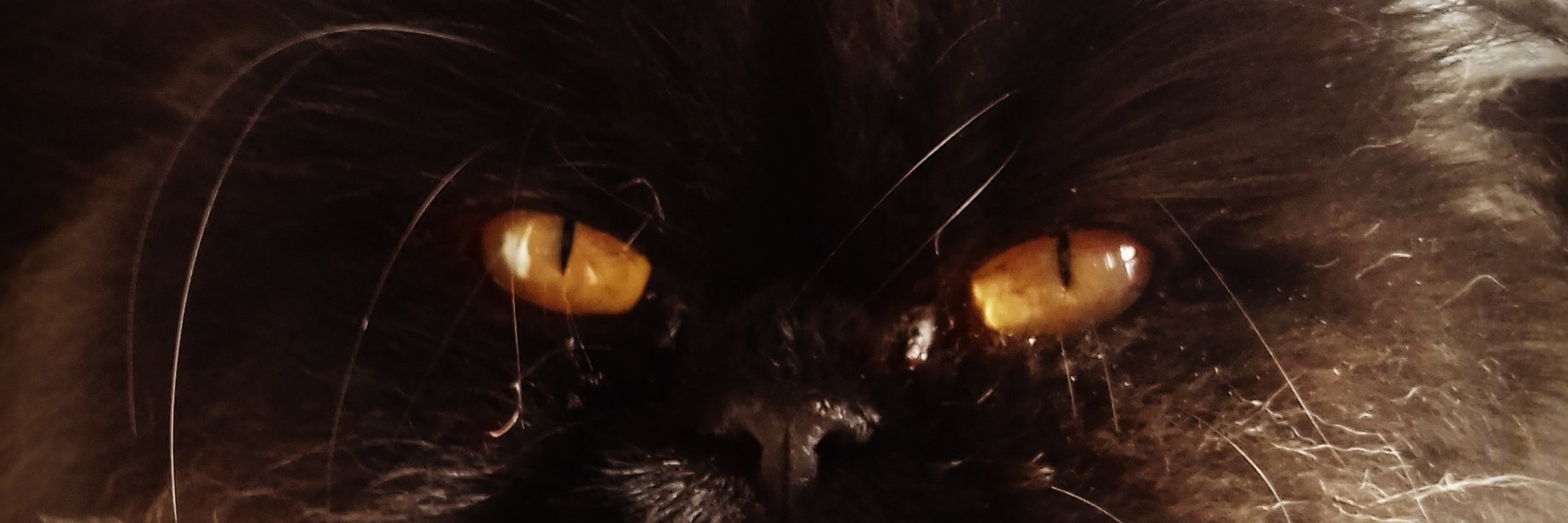 LucyLucilla's profile banner image