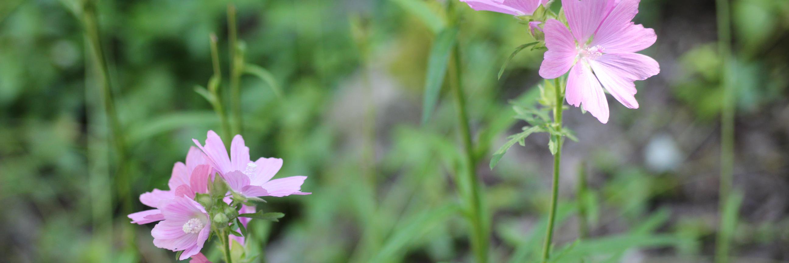 Suzanne MacDonald banner
