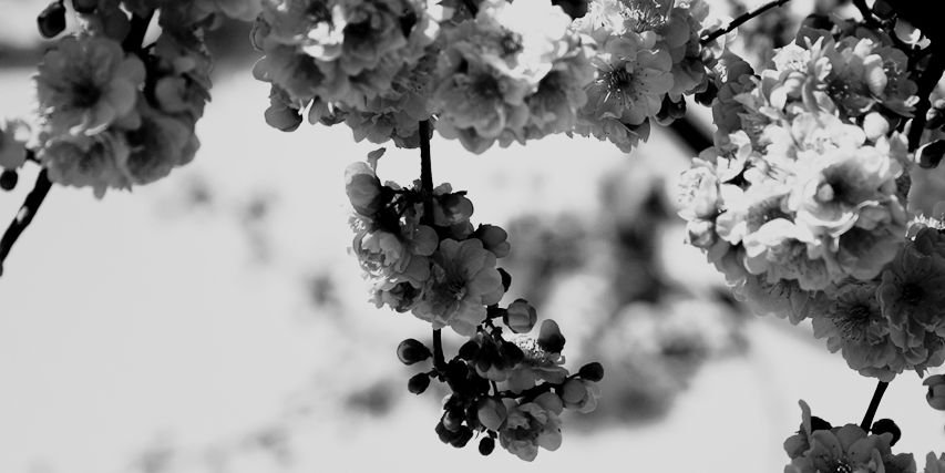 alina banner