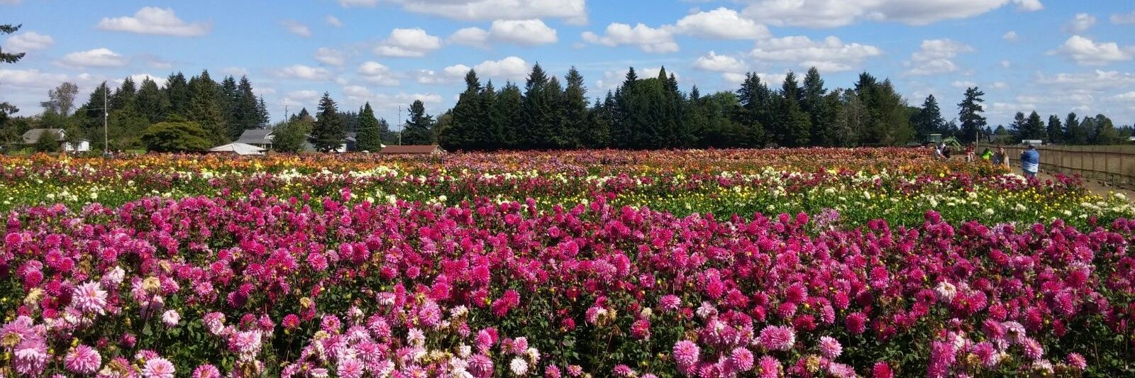 analisoto's profile banner image