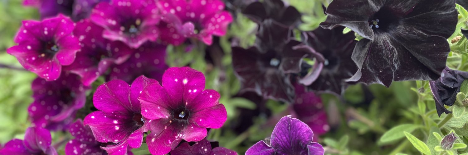 caitlyns05's profile banner image