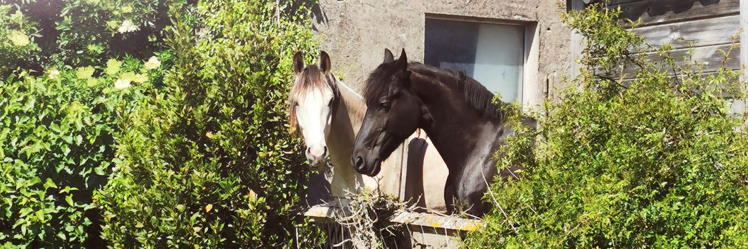 Madone Bella 🐴🎻 banner