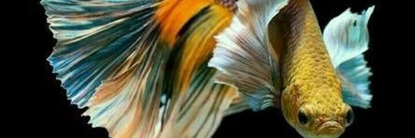 irfan_mII Profile Banner