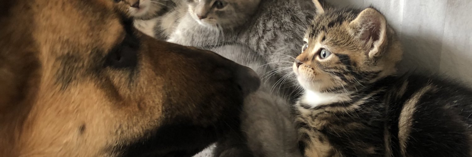cahcanfer's profile banner image