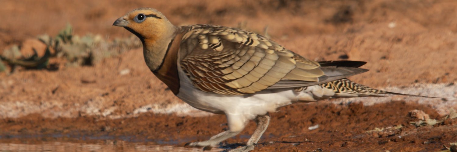 Barcelona Birding Point banner
