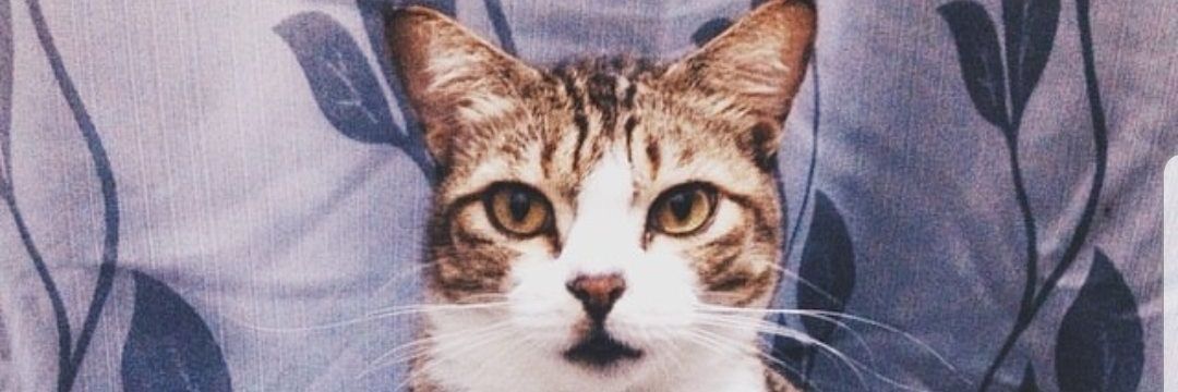 faifaifuyoo's profile banner image