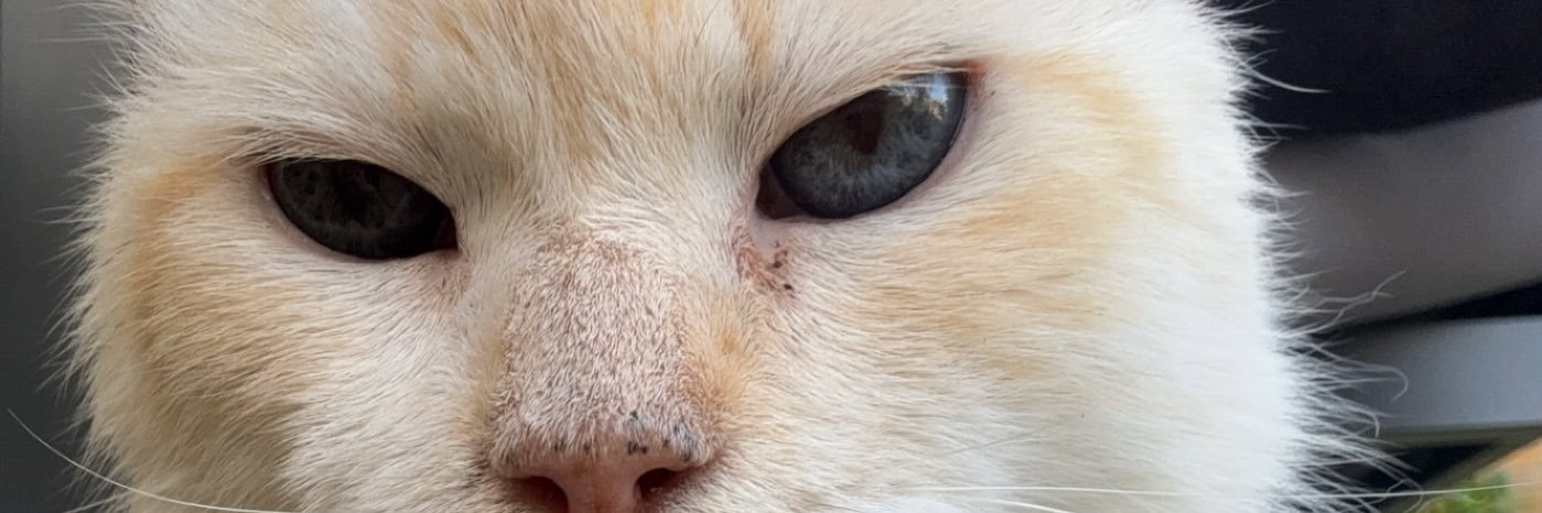 leopsnt's profile banner image