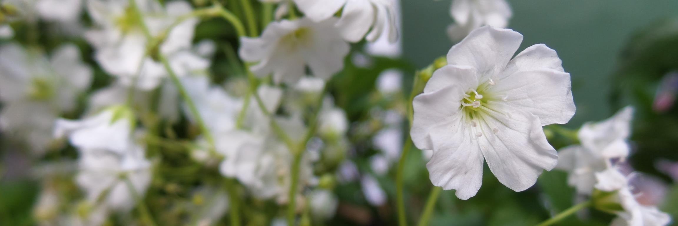 CeciChavez_'s profile banner image
