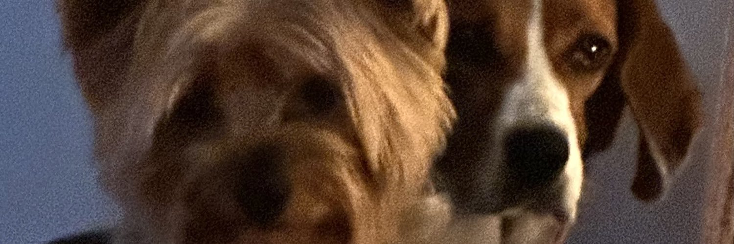 Bella Englebach banner