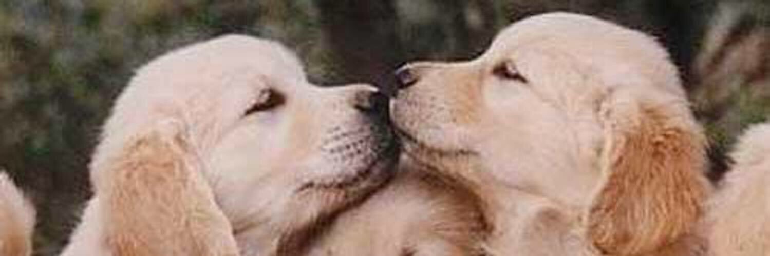 shannnsug's profile banner image