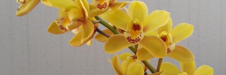 lolo7861's profile banner image