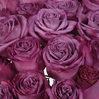 Rosesarehelen's profile banner image