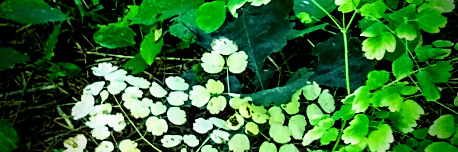 boomersbliss's profile banner image