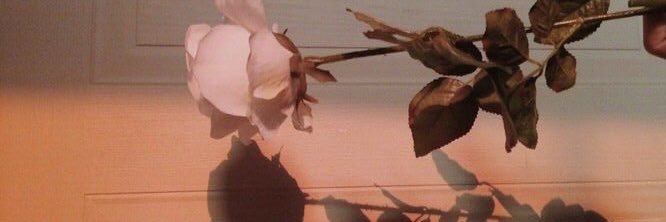 carriexramos's profile banner image