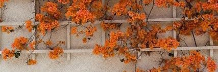 Isavannahroj's profile banner image