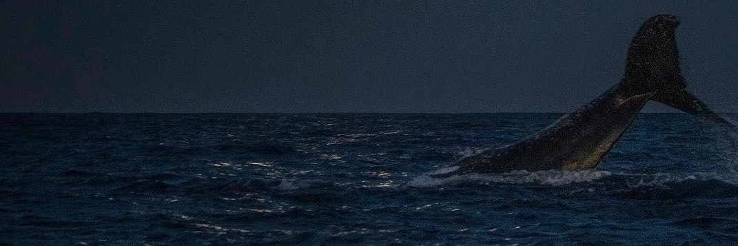 nounitm's profile banner image