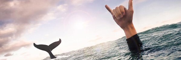 FFenzi's profile banner image