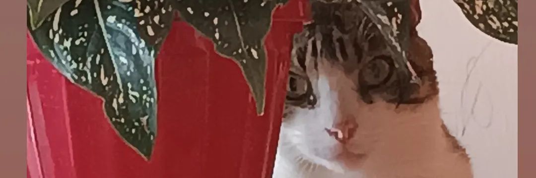 lanaleemaoli's profile banner image