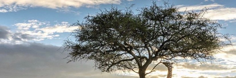 itsschideraa's profile banner image