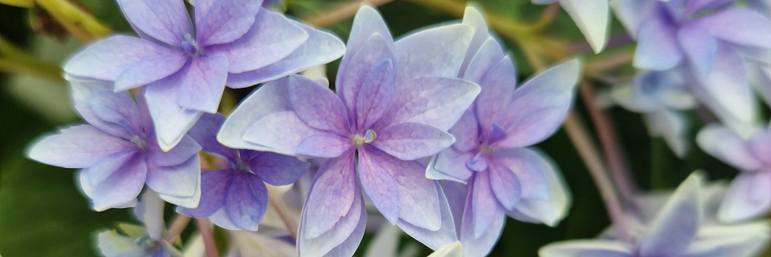 tashaluckhurst's profile banner image