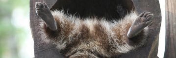 suohomo_'s profile banner image