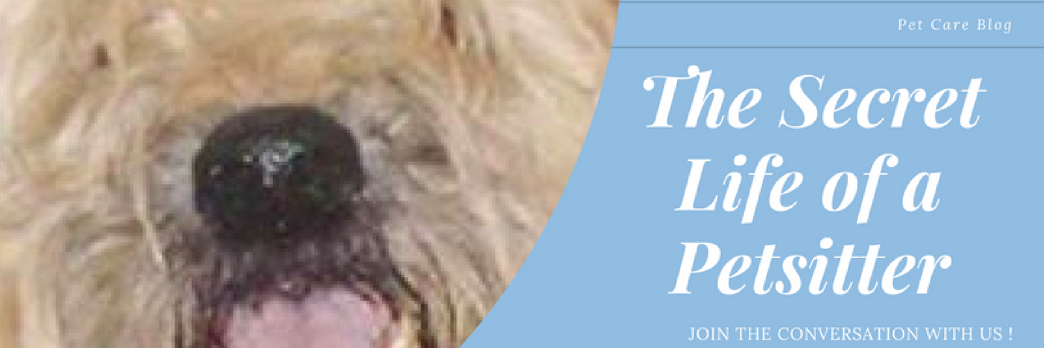 FuzzyFavors's profile banner image