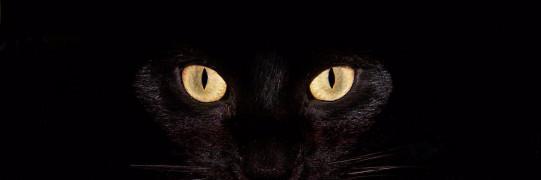 Alexaacostavc's profile banner image