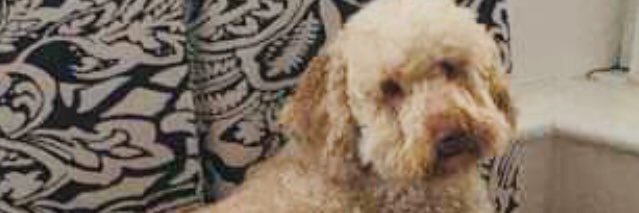 bevoneill7's profile banner image
