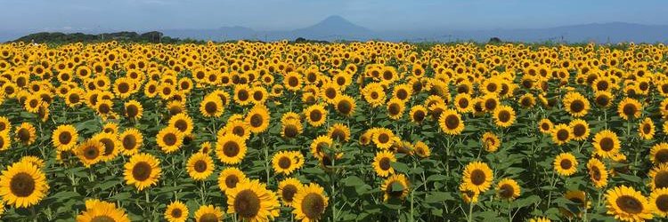 Natalie Bradford banner