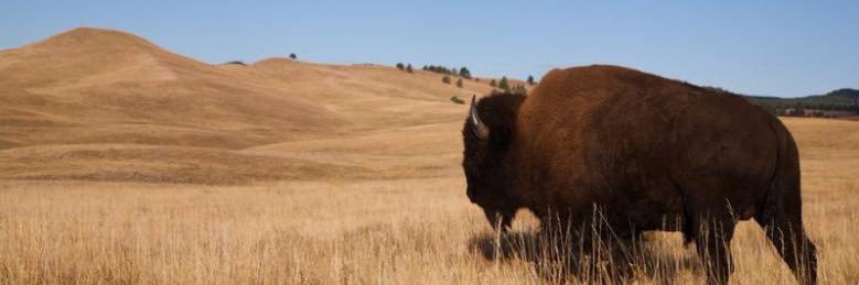 Cory Herrmann banner