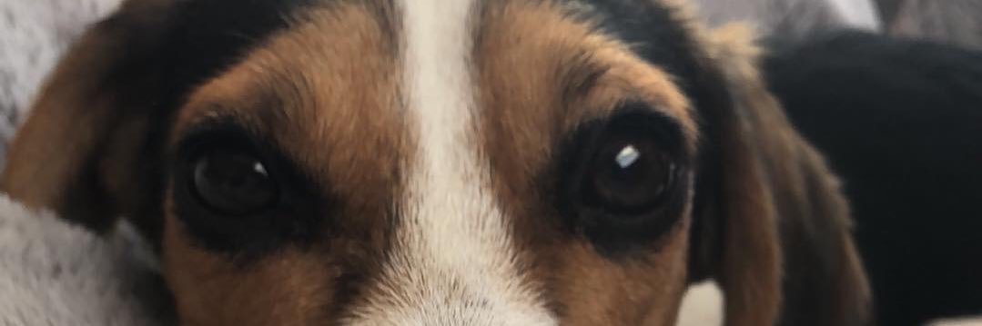 wowitschar's profile banner image