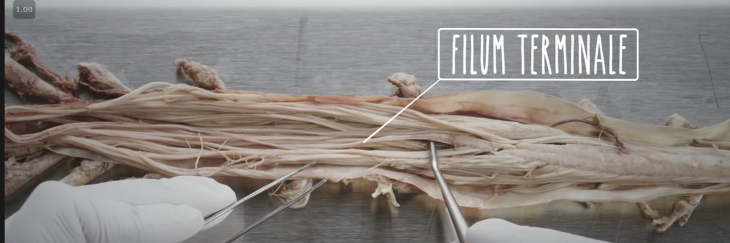 Andrea Anderson banner