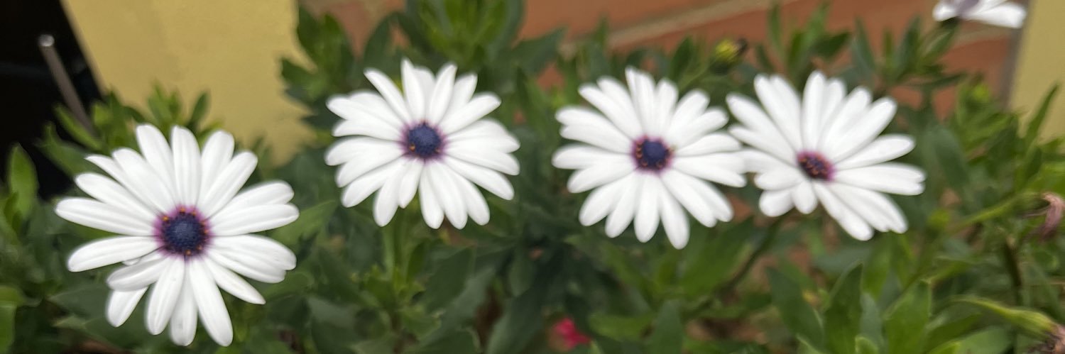 roja_1941's profile banner image