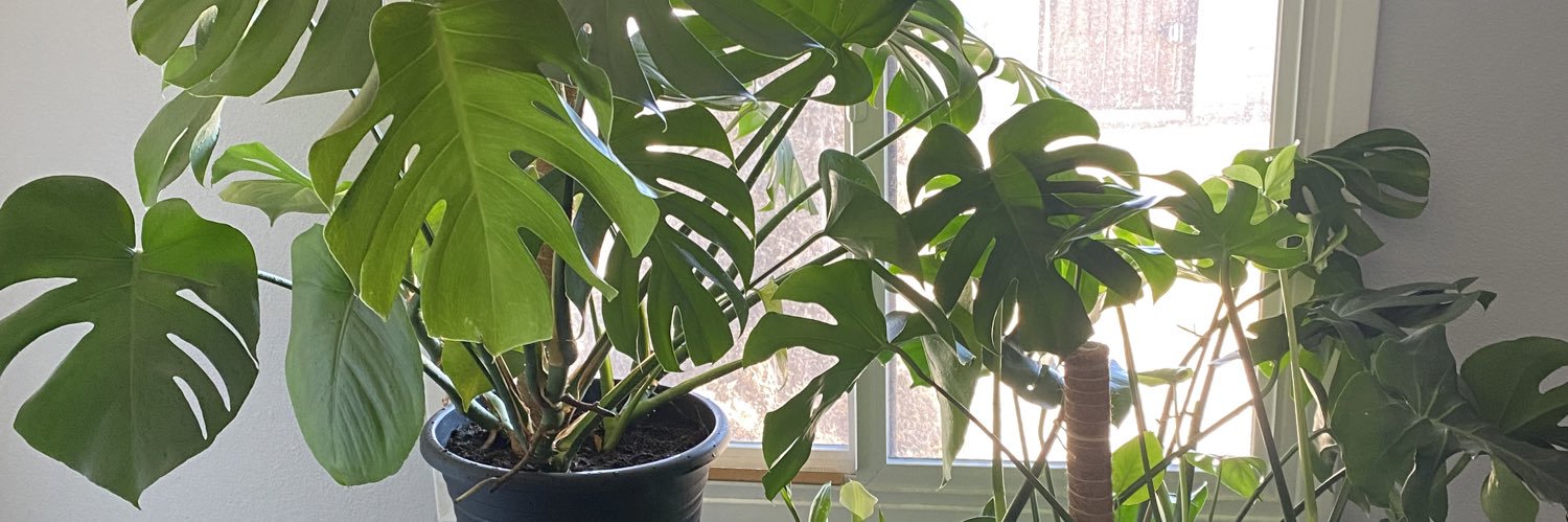 Lord Ryan James banner